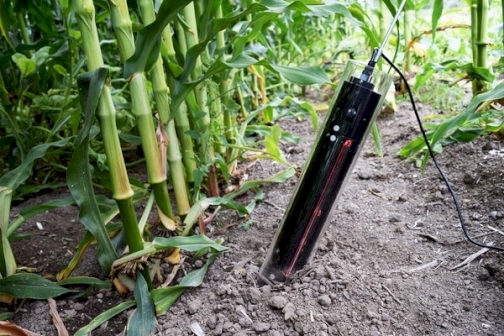 CID_600_insitu_snimac_korjena